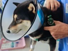 -东莞宠友24H宠物中心医院·转诊夜诊·异宠(新河北路院)