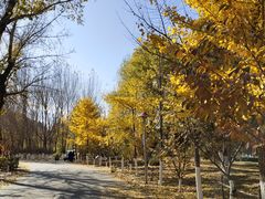 -长白岛森林公园