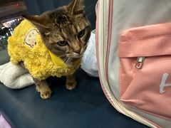 -伟伟宠物医院·瑞派猫友好医院·猫科(光谷店)