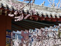 -桃花堤公园