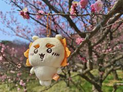 -梅花山(明孝陵内)