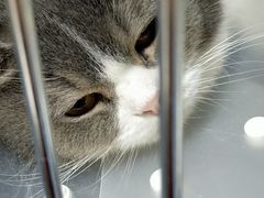 -北京恒爱动物医院(清景园分院)