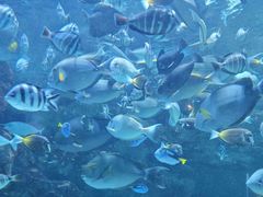 -海合安成都极地海洋公园