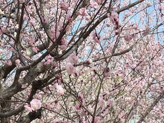 -石家庄市植物园