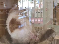 -藏猫猫咖啡主题馆(中央大道店)