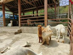 -栾川竹海野生动物园