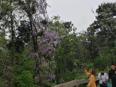 -木兰云雾山