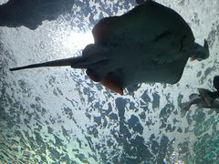 -上海海洋水族馆