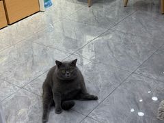 -爱洗澡的猫(天河路店)