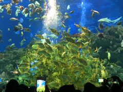 -芜湖新华联大白鲸海洋公园