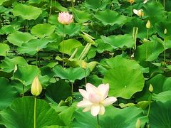-莲花池公园