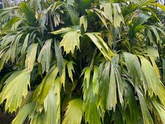 -深圳仙湖植物园