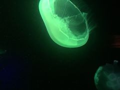 -悉尼海洋生物水族馆