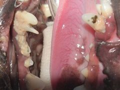 -菲丽丝宠物医院·24小时·猫科中心·免疫点(淮海分院)