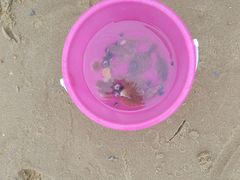 -威海国际海水浴场旅游区