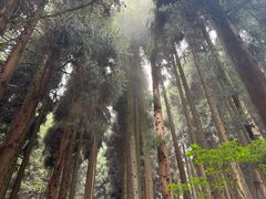 -武陵山森林公园