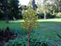 -墨尔本皇家植物园