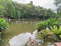 -深圳仙湖植物园