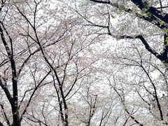 -苏州上方山国家森林公园