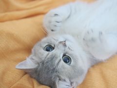 -lincat·猫舍(广州店)