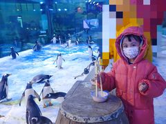 -芜湖新华联大白鲸海洋公园