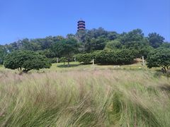-红花山公园