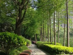 -陈家山荷花公园