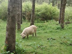 -硗碛藏寨·神木垒景区