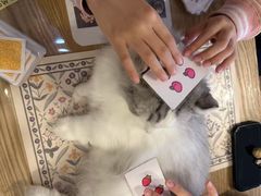-MOYOYO猫咪咖啡店