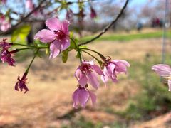 -天适樱花悠乐园