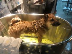 -PETKIT 小佩宠物·低压洗护·美容·寄养(安远店)