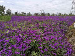 -紫颐香薰山谷景区