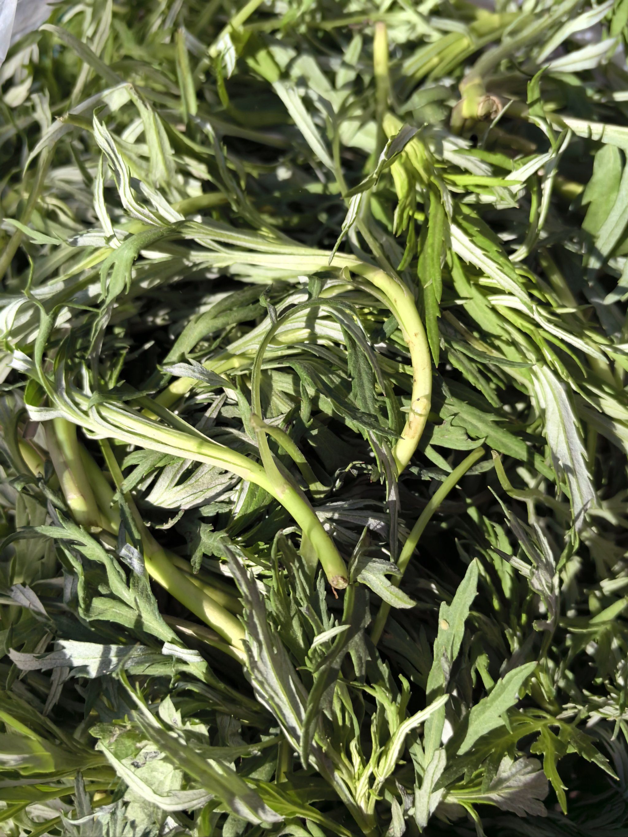 了认识和会吃的人也就更少了我们一般焯水后包饺子或包包子野菜馅