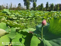 -洪湖家庭农场·团建·露营·会议