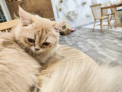 -楼上猫咖(罗湖店)