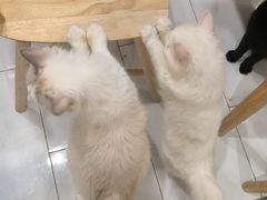 -楼上猫咖(罗湖店)