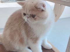 -飞行喵MR PILOT|猫舍·猫咖(静安大融城店)