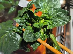 笨菠菜-海底捞火锅(高新万达广场店)