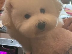 -帕帕拉兹宠物(亚洲旗舰店)