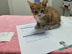 -东莞宠友24H宠物中心医院·转诊夜诊·异宠(新河北路院)