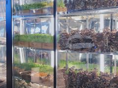 -大头椰·椰子鸡火锅(南宁万象城店)