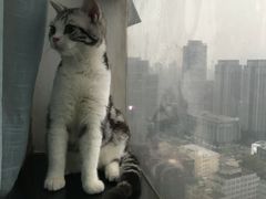 -共舞时光猫咖·狗咖(新街口店)