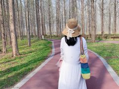 -黄海国家森林公园