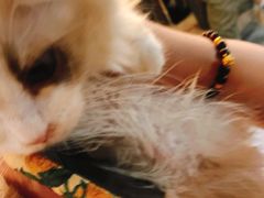 -猫十亿·布偶金渐层·曼基康矮脚猫舍(青年路店)