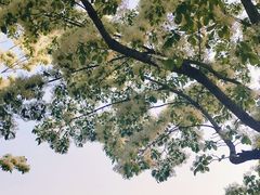 -泰丰公园