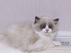 -喵zoo家庭繁育猫舍(尖东智能花园店)