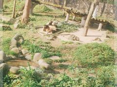 -都江堰中华大熊猫苑