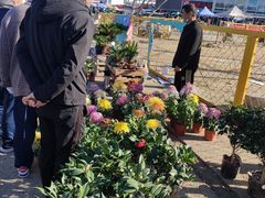 -中环花鸟鱼虫市场