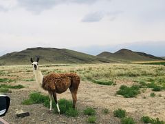 -新疆天山野生动物园