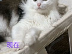 -守诺宠物医院·眼科· 神经外科·爬宠专科(虹口店)
